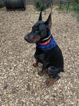 Cooper 2 -  Doberman Pinscher Dog for Adoption in Arlington, Virginia - Cooper 2 | PetCurious