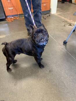 OLY -  French Bulldog Dog for Adoption in Santa Cruz, California - OLY | PetCurious