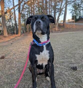 Rescue Pit Bull Terrier Dogs for Adoption in Roswell, Georgia - Rocky | PetCurious