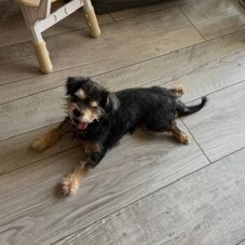 Mr Spock -  Terrier and Mixed Breed Dog for Adoption in Jacksonville, Florida - Mr Spock | PetCurious