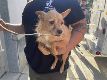 Rescue Terrier and Mixed Breed Dogs for Adoption in Long Beach, California - PEPE | PetCurious
