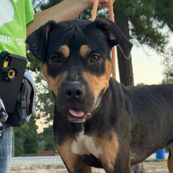 Burta -  Mixed Breed Dog for Adoption in Pine Bluff, Arkansas - Burta | PetCurious