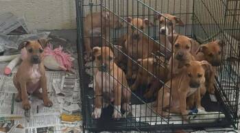 Terrier Dogs Available for Adoption in Newport, Kentucky - Capri | PetCurious