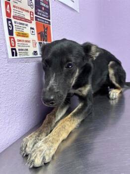 Kind eyes -  Shepherd and Mixed Breed Dog for Adoption in El Paso, Texas - Kind Eyes | PetCurious