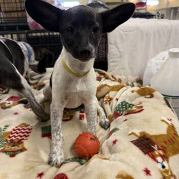 Baby -  Jack Russell Terrier and Australian Cattle Dog Blue Heeler Dog for Adoption in Muldrow, Oklahoma - Baby | PetCurious