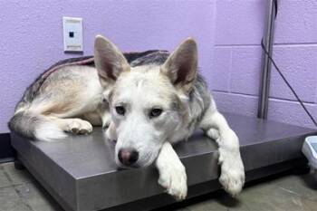 61618460 -  Husky and Mixed Breed Dog for Adoption in El Paso, Texas - 61618460 | PetCurious