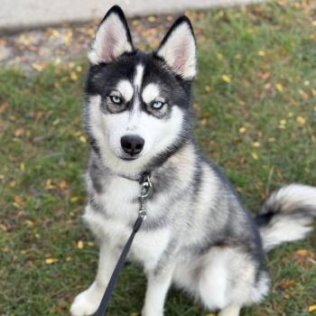 Husky Dogs Available for Adoption in Watertown, Wisconsin - Chase | PetCurious