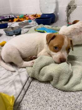 Patagonia -  Pit Bull Terrier and Cattle Dog Dog for Adoption in Phoenix, Arizona - Patagonia | PetCurious