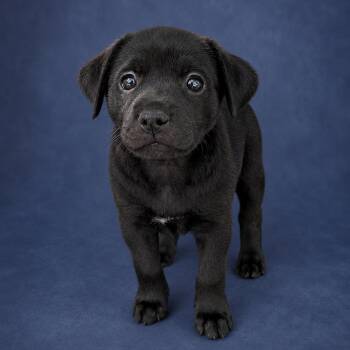 Labrador Retriever Dogs Available for Adoption in Heber Springs, Arkansas - Wynonna | PetCurious