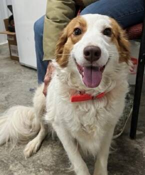 Hazel -  Australian Shepherd Dog for Adoption in Scottsburg, Indiana - Hazel | PetCurious