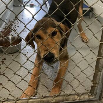 Coco -  Mixed Breed Dog for Adoption in Spruce Pine, North Carolina - Coco | PetCurious