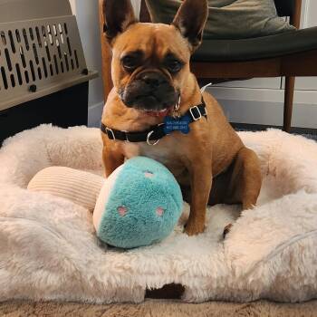 BELLA -  French Bulldog and Mixed Breed Dog for Adoption in Toronto, Ontario - BELLA | PetCurious