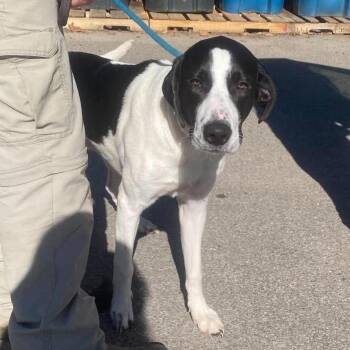 Sun Stray Hold 10/31 -  Mixed Breed Dog for Adoption in Huntington, West Virginia - Sun Stray Hold 10/31 | PetCurious