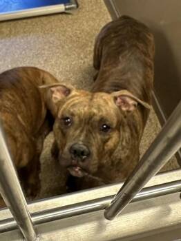 STRAWBERRY -  Pit Bull Terrier Dog for Adoption in Albuquerque, New Mexico - STRAWBERRY | PetCurious