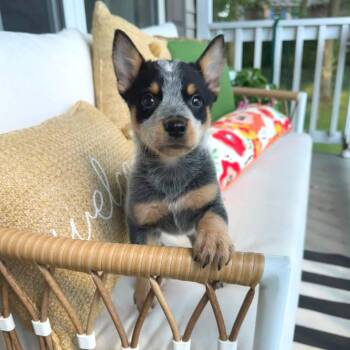 Kiwi -  Mixed Breed Dog for Adoption in West Olive, Michigan - Kiwi | PetCurious
