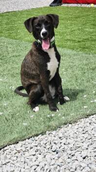 Sabrina -  Retriever and Border Collie Dog for Adoption in Norfolk, Massachusetts - Sabrina | PetCurious
