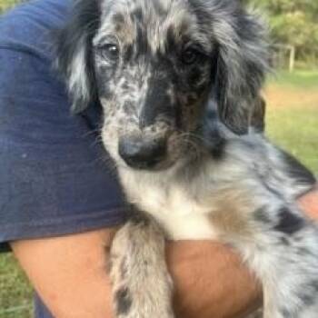 Merle Haggard -  Australian Shepherd Dog for Adoption in Alexandria, Louisiana - Merle Haggard | PetCurious