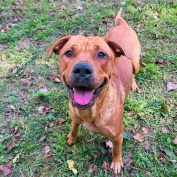 Rescue Rottweiler and Pit Bull Terrier Dogs for Adoption in Jarrettsville, Maryland - Athena | PetCurious