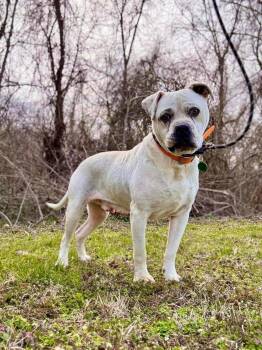 Terrier Dogs Available for Adoption in Waverly, Tennessee - MOSES | PetCurious