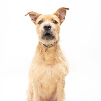 Prickly Pete -  Terrier Dog for Adoption in San Diego, California - Prickly Pete | PetCurious