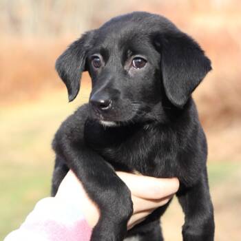 Rescue Black Mouth Cur Dogs for Adoption in Eastford, Connecticut - CT Daquiri | PetCurious