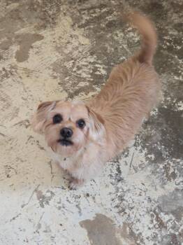 Cedric -  Yorkshire Terrier Dog for Adoption in Greensboro, North Carolina - Cedric | PetCurious