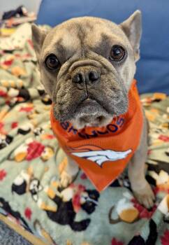 French Bulldog Dogs Available for Adoption - Dax | PetCurious