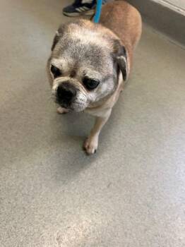 JUDO -  Pug Dog for Adoption in Rancho Cucamonga, California - JUDO | PetCurious
