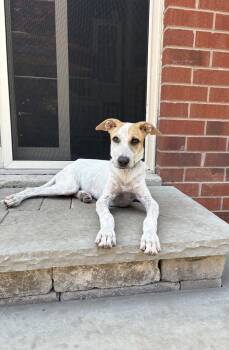 Ernie -  Mixed Breed Dog for Adoption in Uxbridge, Ontario - Ernie | PetCurious