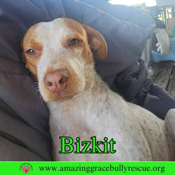 Rescue Hound Dogs for Adoption in Pensacola, Florida - Bizkit | PetCurious