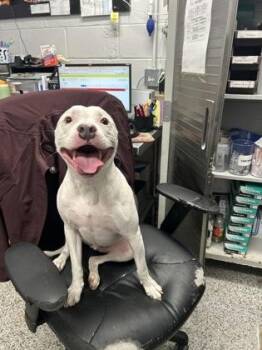 Mixed Breed Dogs Available for Adoption in West Chester, Pennsylvania - Roo | PetCurious