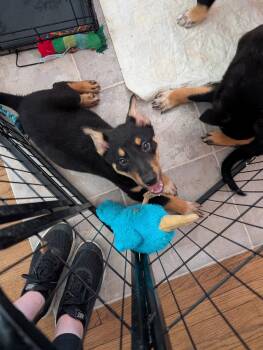 German Shepherd Dog Dogs Available for Adoption - Seeger | PetCurious