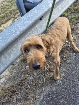 Labradoodle Dogs Available for Adoption in Lawrenceville, Georgia - Pen 160 Daisy Mae | PetCurious