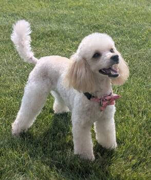 Gia -  Miniature Poodle Dog for Adoption in Courtice, Ontario - Gia | PetCurious