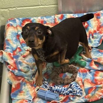 Jack Russell Terrier and Chihuahua Dogs Available for Adoption in West Palm Beach, Florida - Stephanie | PetCurious
