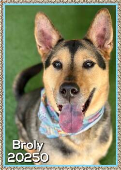 BROLY (also see ZURO) -  German Shepherd Dog Dog for Adoption in Marietta, Georgia - BROLY (also See ZURO) | PetCurious