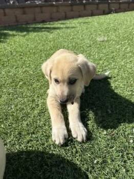 Labrador Retriever Dogs Available for Adoption in Colorado Springs, Colorado - Blue | PetCurious