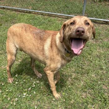 Kylo -  Mixed Breed Dog for Adoption in Auburn, Alabama - Kylo | PetCurious