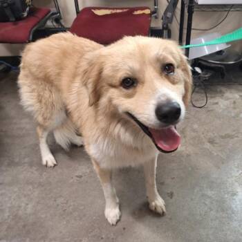 Butterball -  Great Pyrenees and Mixed Breed Dog for Adoption in Austin, Texas - Butterball | PetCurious