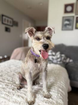 Murphy -  Schnauzer Dog for Adoption in Orange, California - Murphy | PetCurious