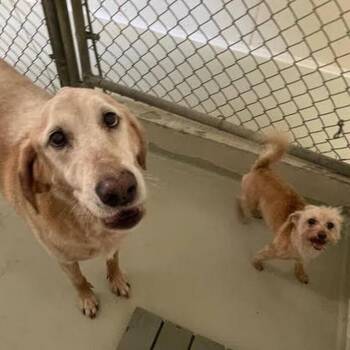 Rodie-Bonded with Honey -  Yellow Labrador Retriever and Mixed Breed Dog for Adoption in Glenelg, Maryland - Rodie-Bonded With Honey | PetCurious