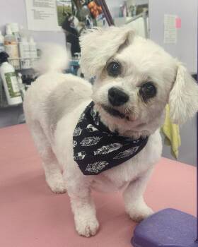 Maltipoo Dogs Available for Adoption - Benji  | PetCurious