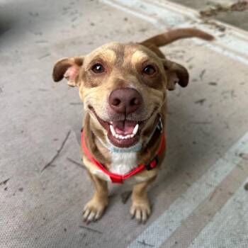 Booker -  Dachshund and Chihuahua Dog for Adoption in Corpus Christi, Texas - Booker | PetCurious