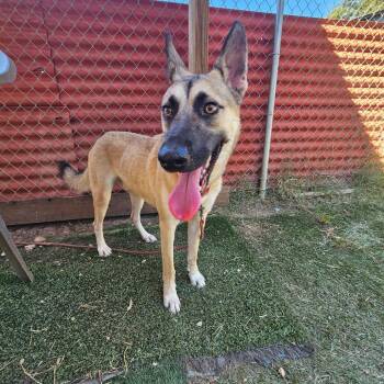 Jojo -  Shepherd and Mixed Breed Dog for Adoption in Austin, Texas - Jojo | PetCurious