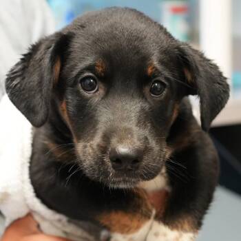 Scratch -  Beagle and Shepherd Dog for Adoption in Allentown, Pennsylvania - Scratch | PetCurious