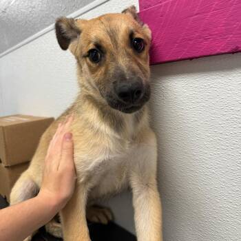 Julie -  Shepherd and Mixed Breed Dog for Adoption in Casa Grande, Arizona - Julie | PetCurious