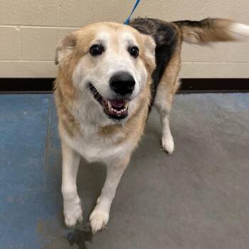 Mixed Breed Dogs Available for Adoption in Memphis, Tennessee - Ginny | PetCurious