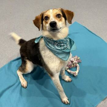 Bailey -  Mixed Breed Dog for Adoption in Canal Winchester, Ohio - Bailey | PetCurious