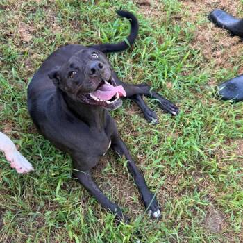 Harry -  Black Labrador Retriever Dog for Adoption in Starkville, Mississippi - Harry | PetCurious