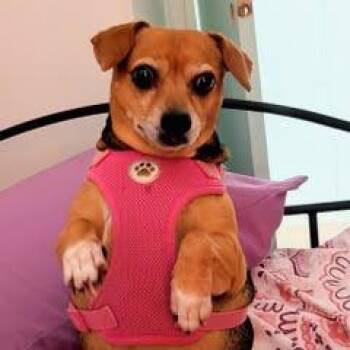 Beagle and Chihuahua Dogs Available for Adoption in Green Valley, Arizona - Baby Ruth | PetCurious